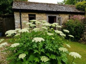 Штрафы до 50 тысяч рублей грозят дачникам Таганрога за борщевик на  участке