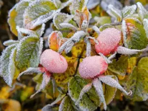 Жителей Таганрога предупредили о заморозках до -3 градусов