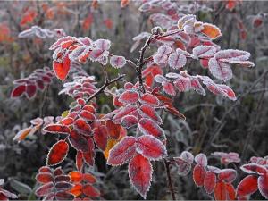 Жителей Неклиновского района предупредили о заморозках в начале мая