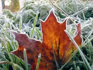 В Таганроге ожидаются заморозки с 14 по 16 апреля