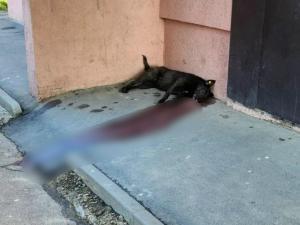 В Таганроге за год нашли четыре трупа отравленных собак